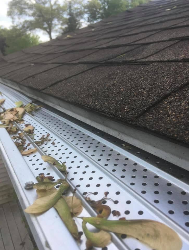 Leaf guard holding fallen leaves and seed pods above the gutter trough